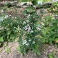 Small white wildflowers with yellow centers and green leaves growing in a natural outdoor setting with soil and foliage.