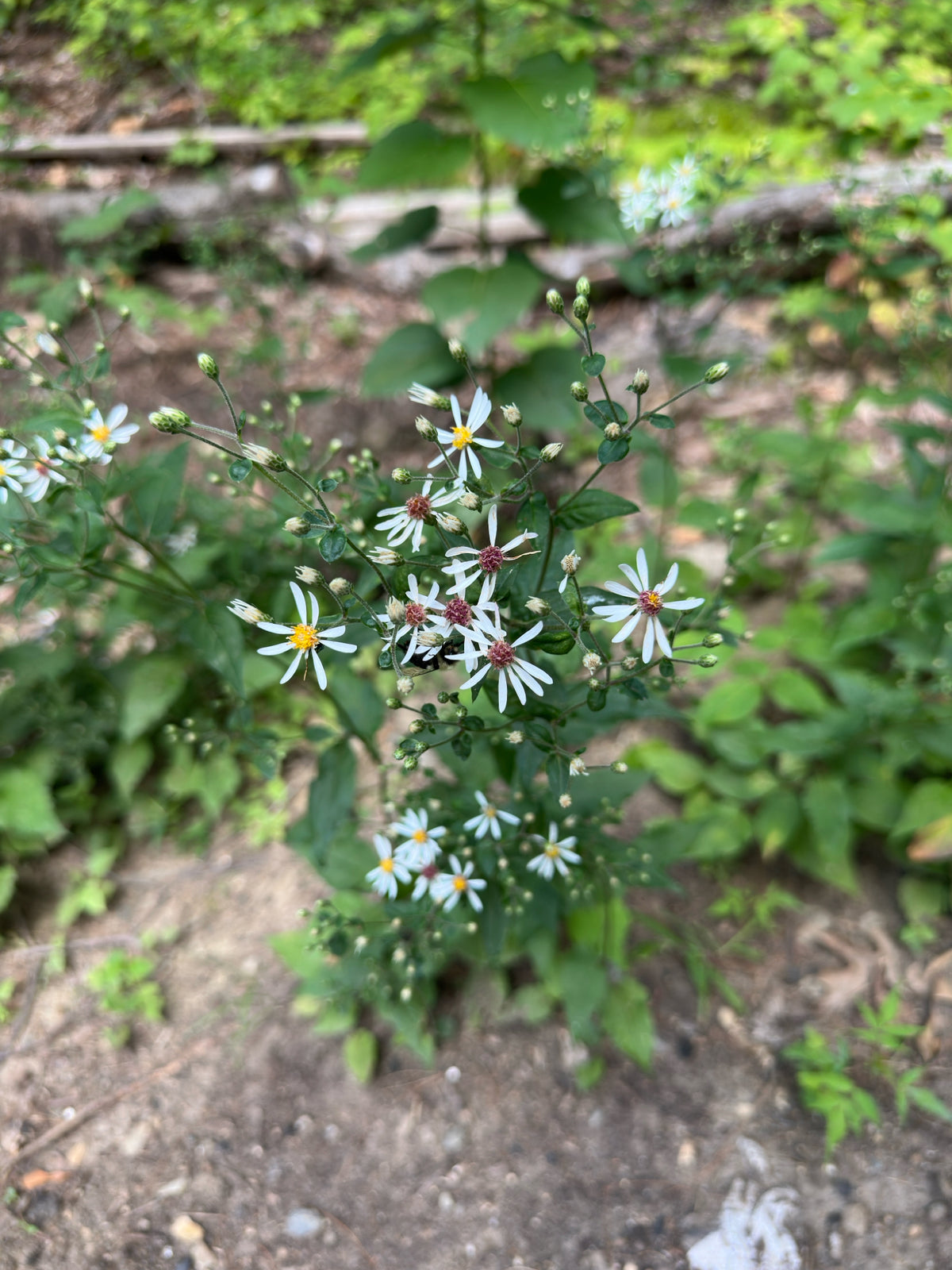 Small white wildflowers with yellow centers and green leaves growing in a natural outdoor setting with soil and foliage.