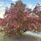 Sourwood, Oxydendrum arboreum