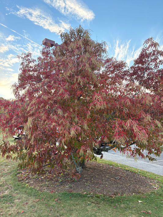 Sourwood, Oxydendrum arboreum