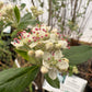 Red Chokeberry, Aronia arbutifolia