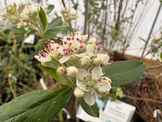 Red Chokeberry, Aronia arbutifolia