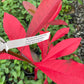 Bright red leavesof Gordlinia tree