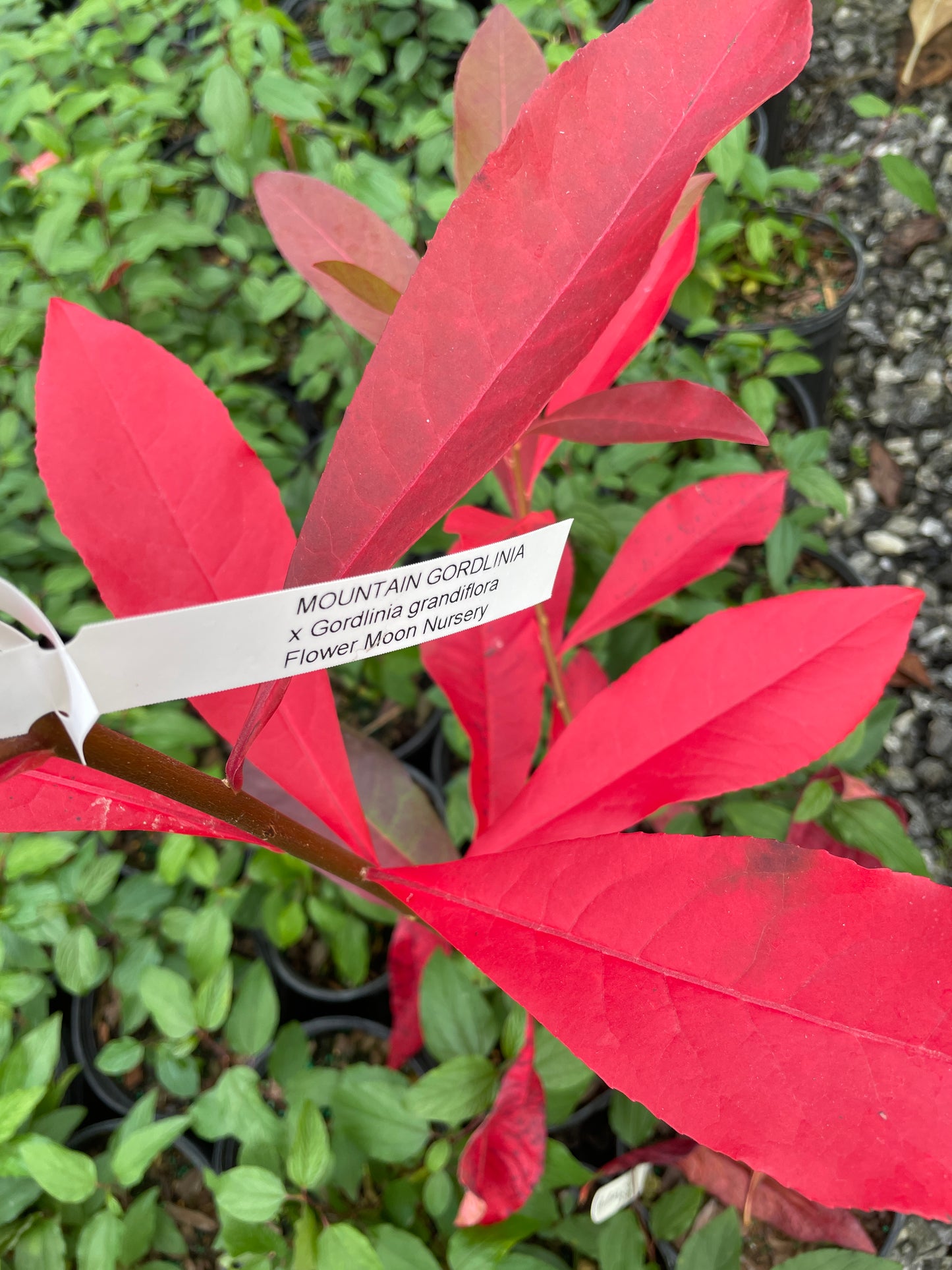 Bright red leavesof Gordlinia tree