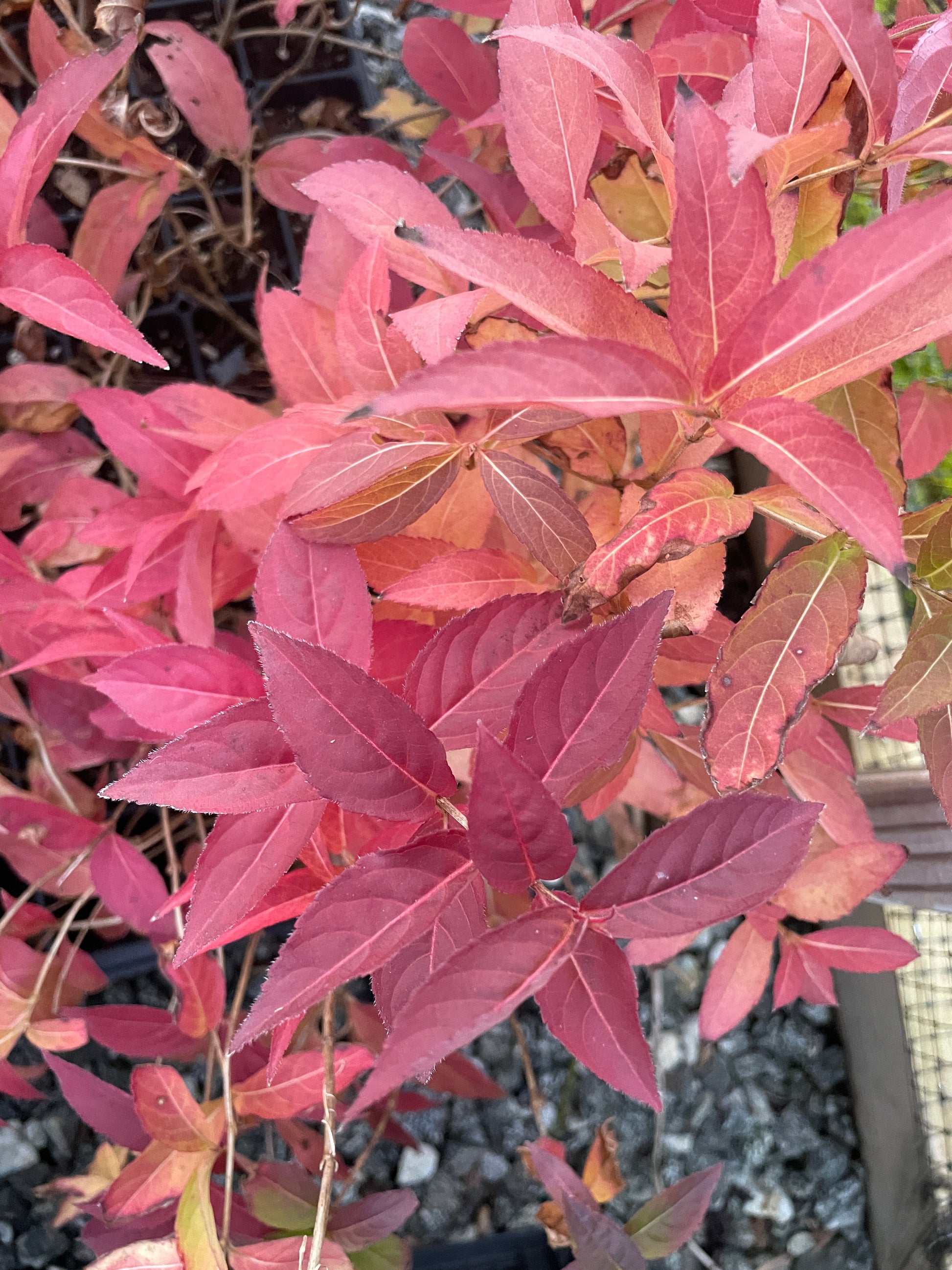 Red-burgundy leaves of Southern bush honeysuckle