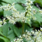 Close-up of a plant with small white flowers and green leaves.