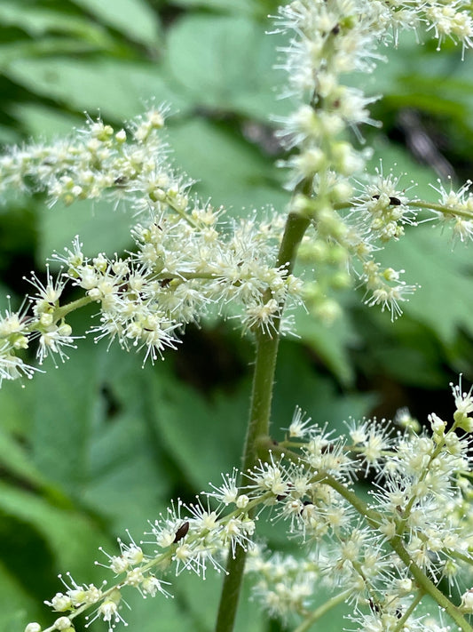 Close-up of a plant with small white flowers and green leaves.