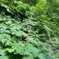 Green forest floor with large leafy plants with spikes of white flowers