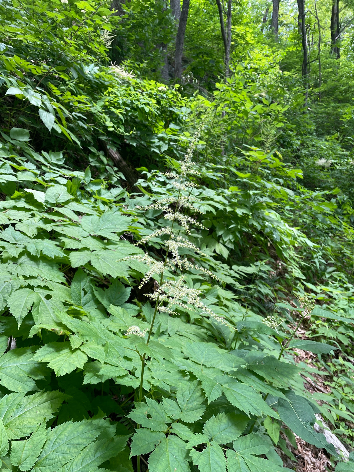 Green forest floor with large leafy plants with spikes of white flowers