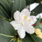 White flower against green leaves