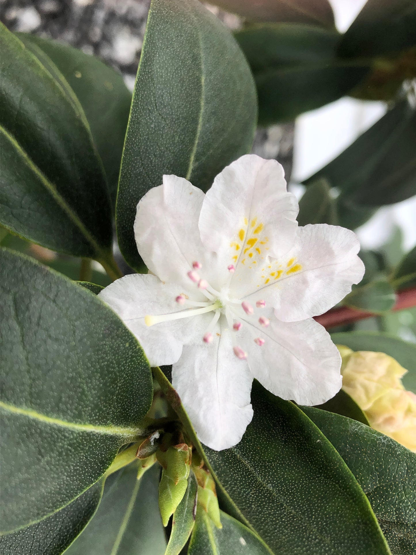 White flower against green leaves