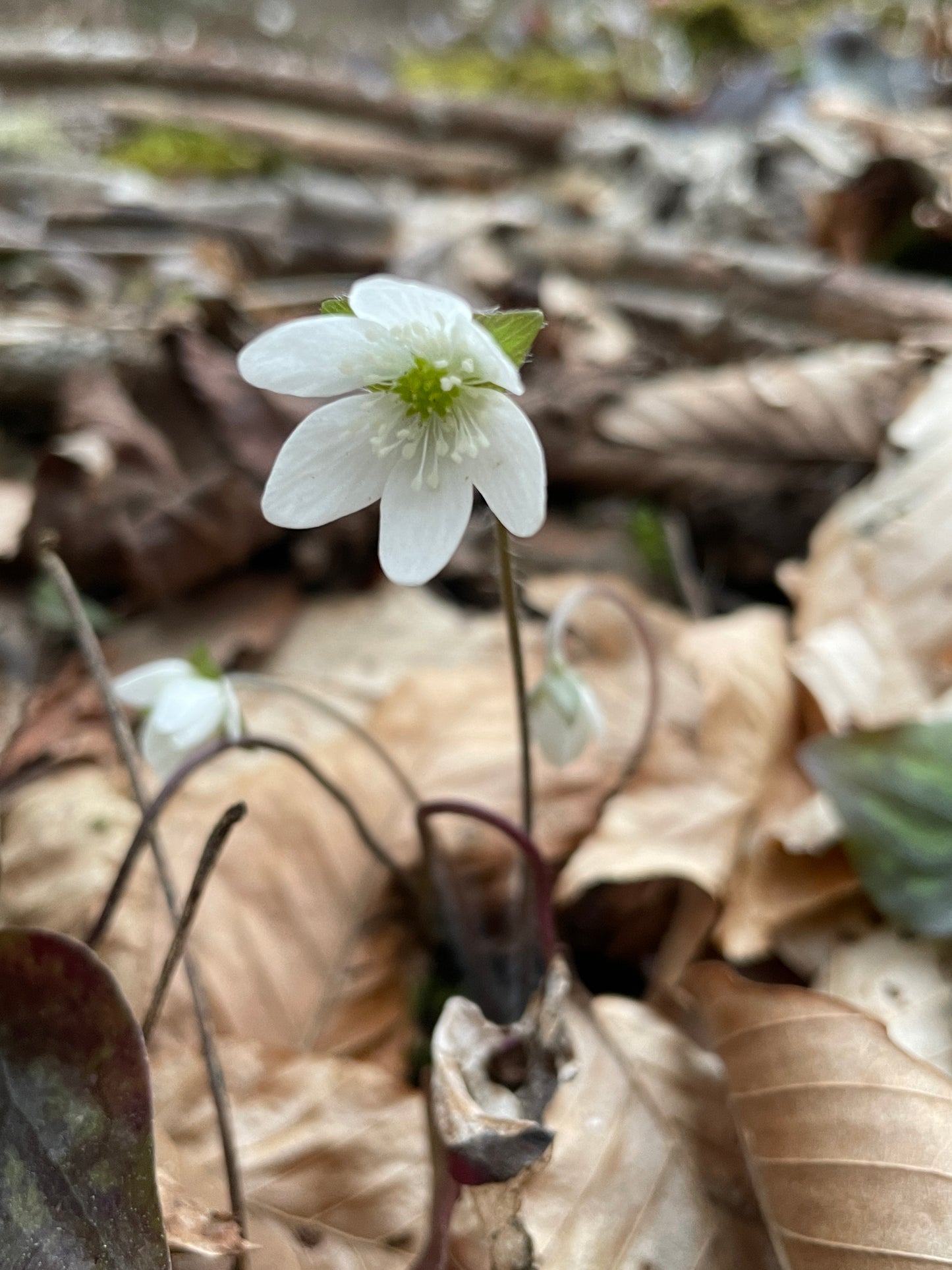 white flower with natural background