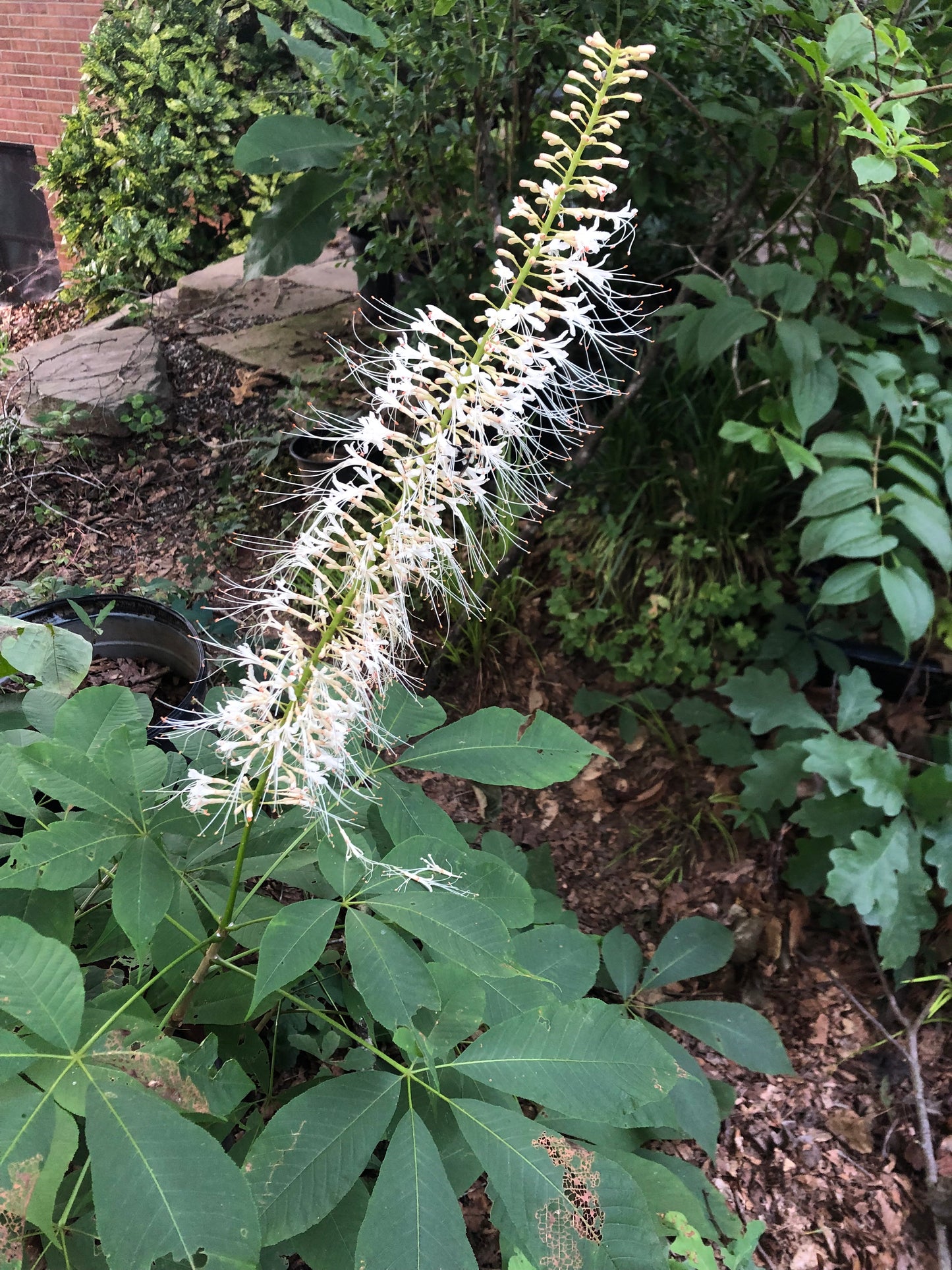 Spike of white flowers