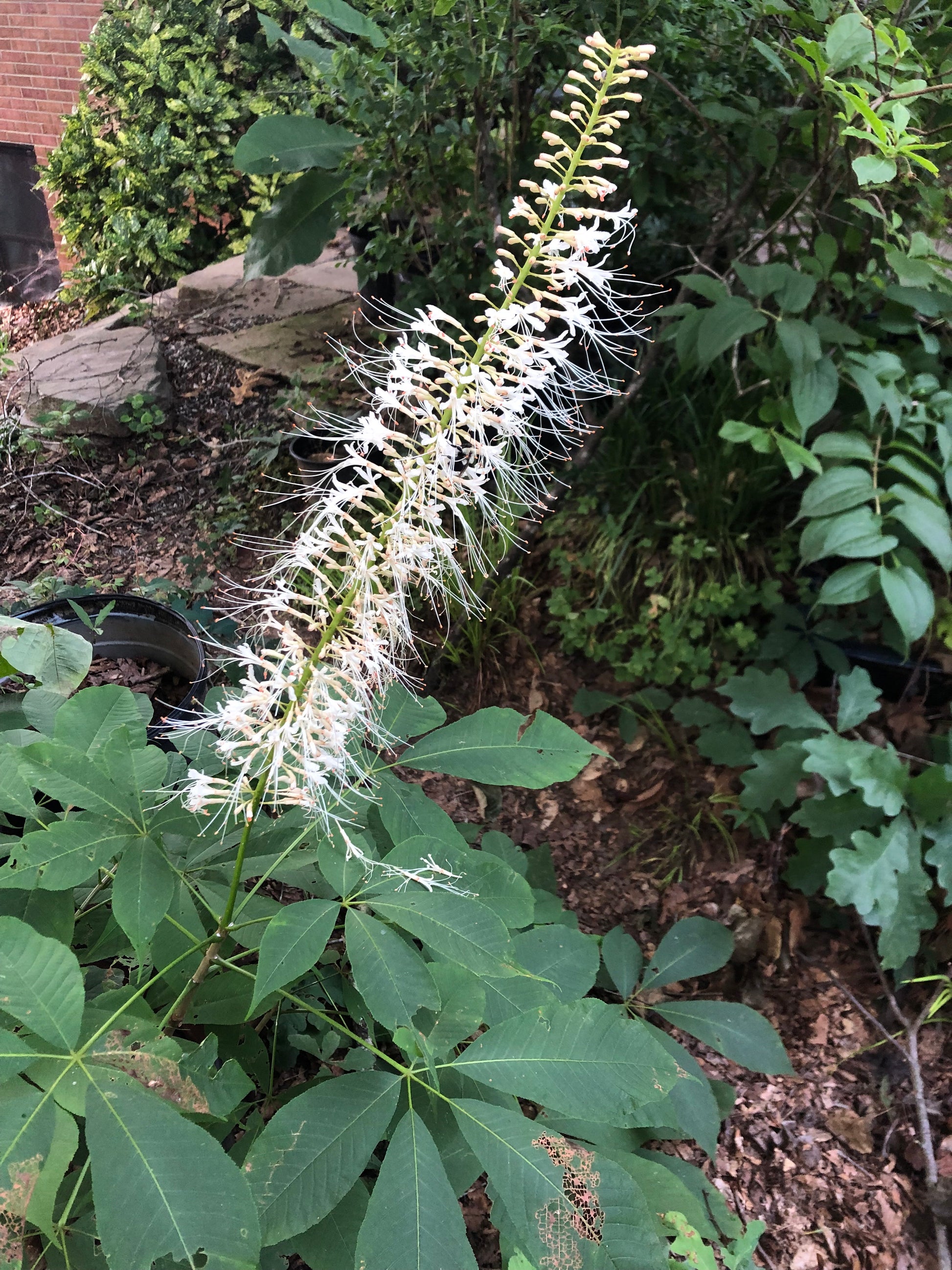 Spike of white flowers