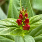 Spike of red flower buds about to open with a green background
