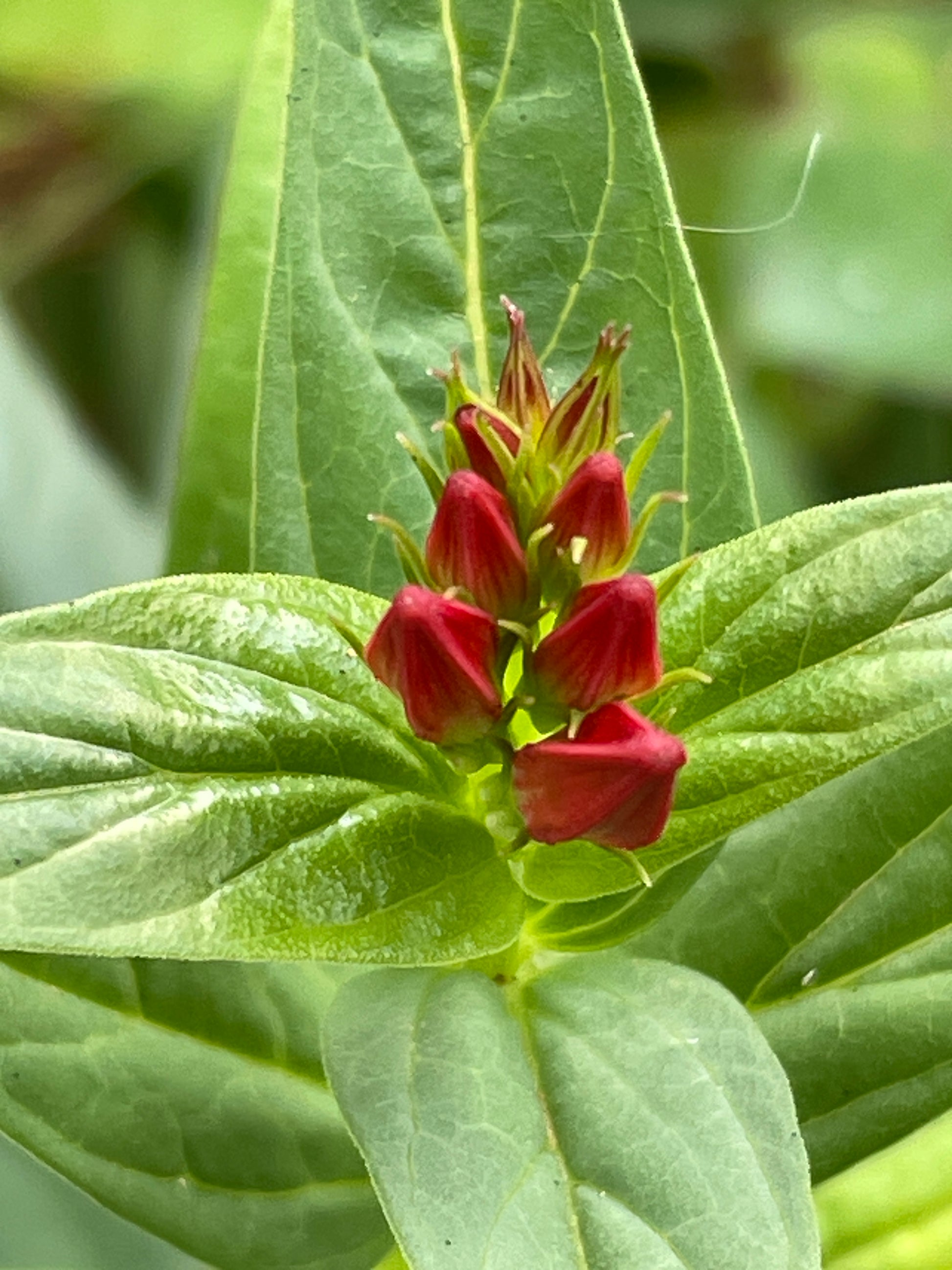 Spike of red flower buds about to open with a green background