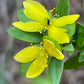 Bright yellow flowers with green leaves on a plant, photographed outdoors against a blurred natural background. Small black insects are visible on the petals and stamens.