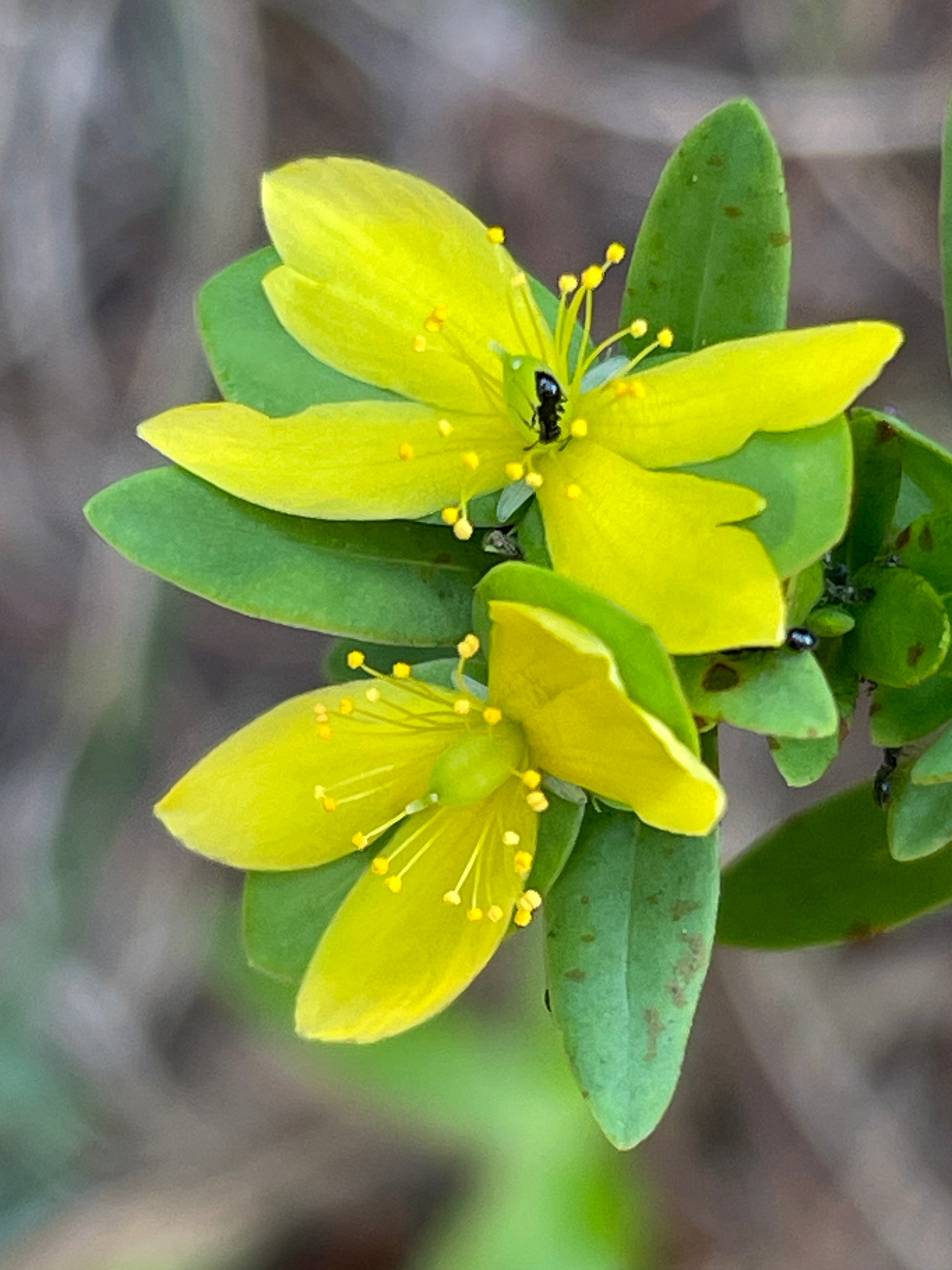 Bright yellow flowers with green leaves on a plant, photographed outdoors against a blurred natural background. Small black insects are visible on the petals and stamens.