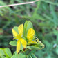 Yellow flowers with green leaves growing in a natural outdoor setting with a blurred green background.