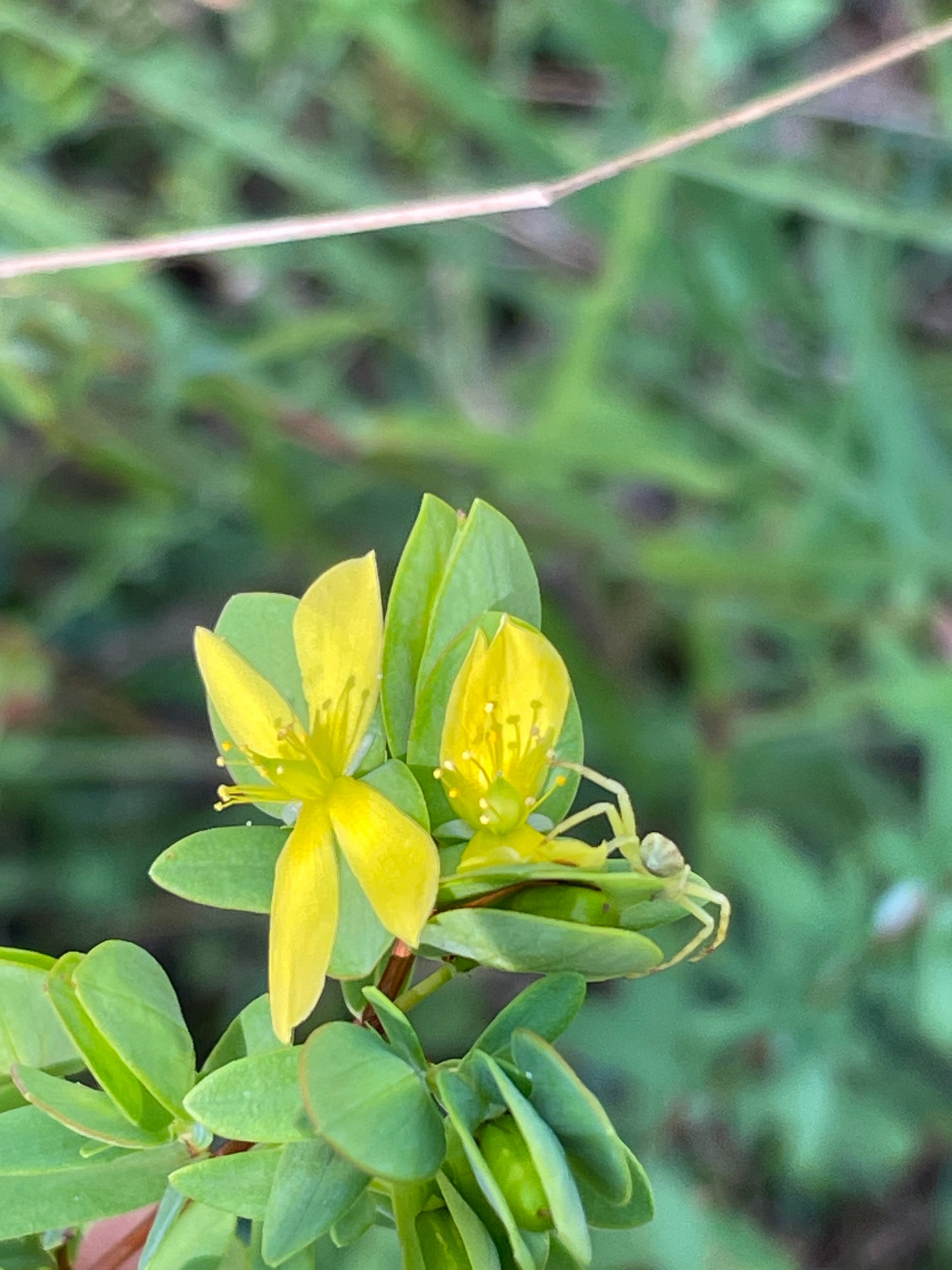 Yellow flowers with green leaves growing in a natural outdoor setting with a blurred green background.