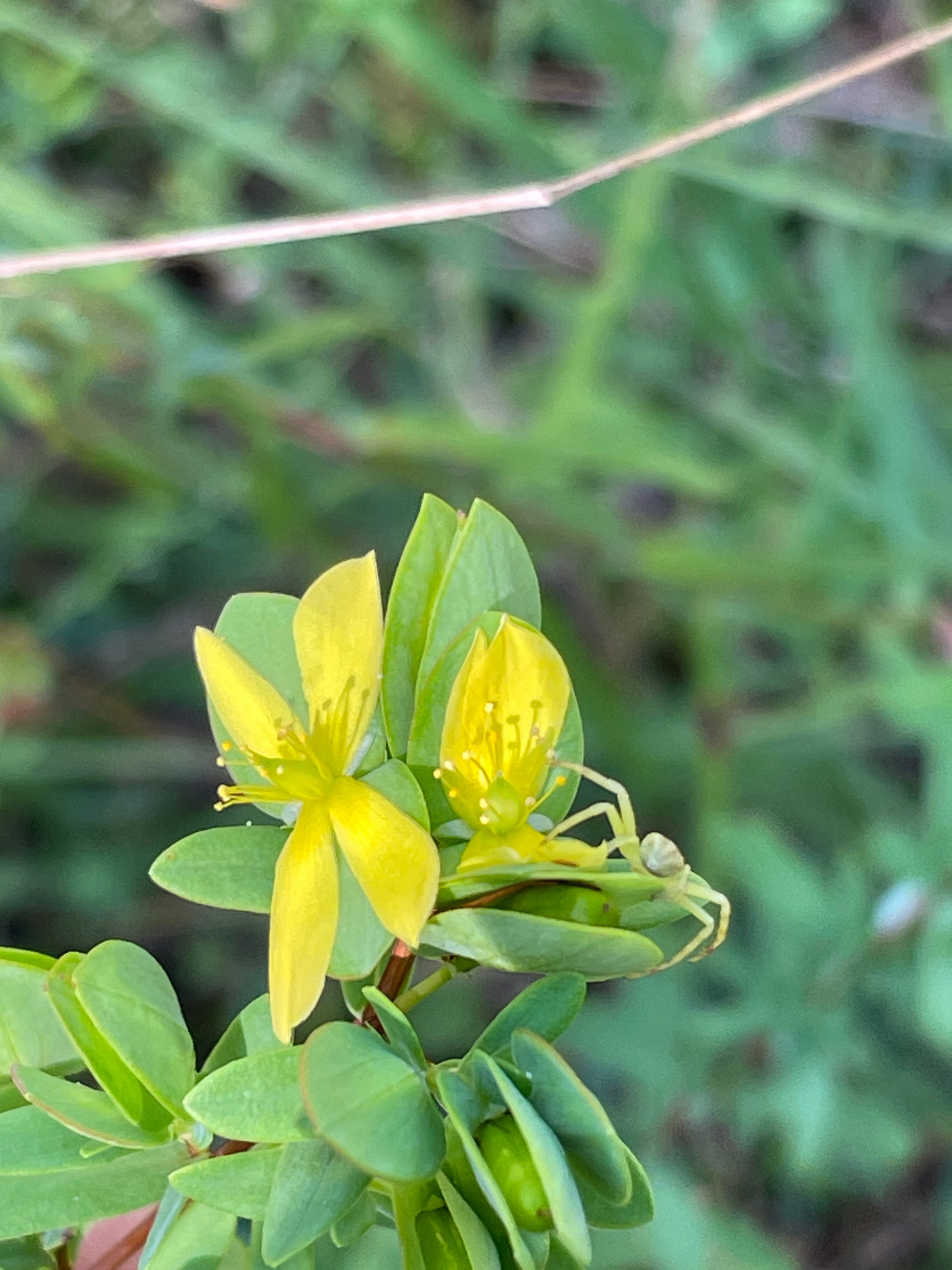 Yellow flowers with green leaves growing in a natural outdoor setting with a blurred green background.