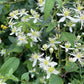 White flowers with green leaves on a plant