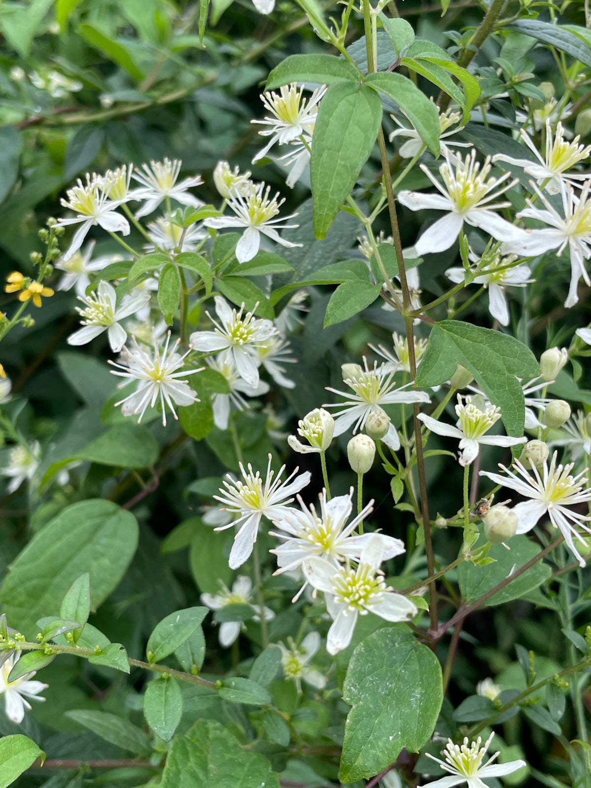 White flowers with green leaves on a plant