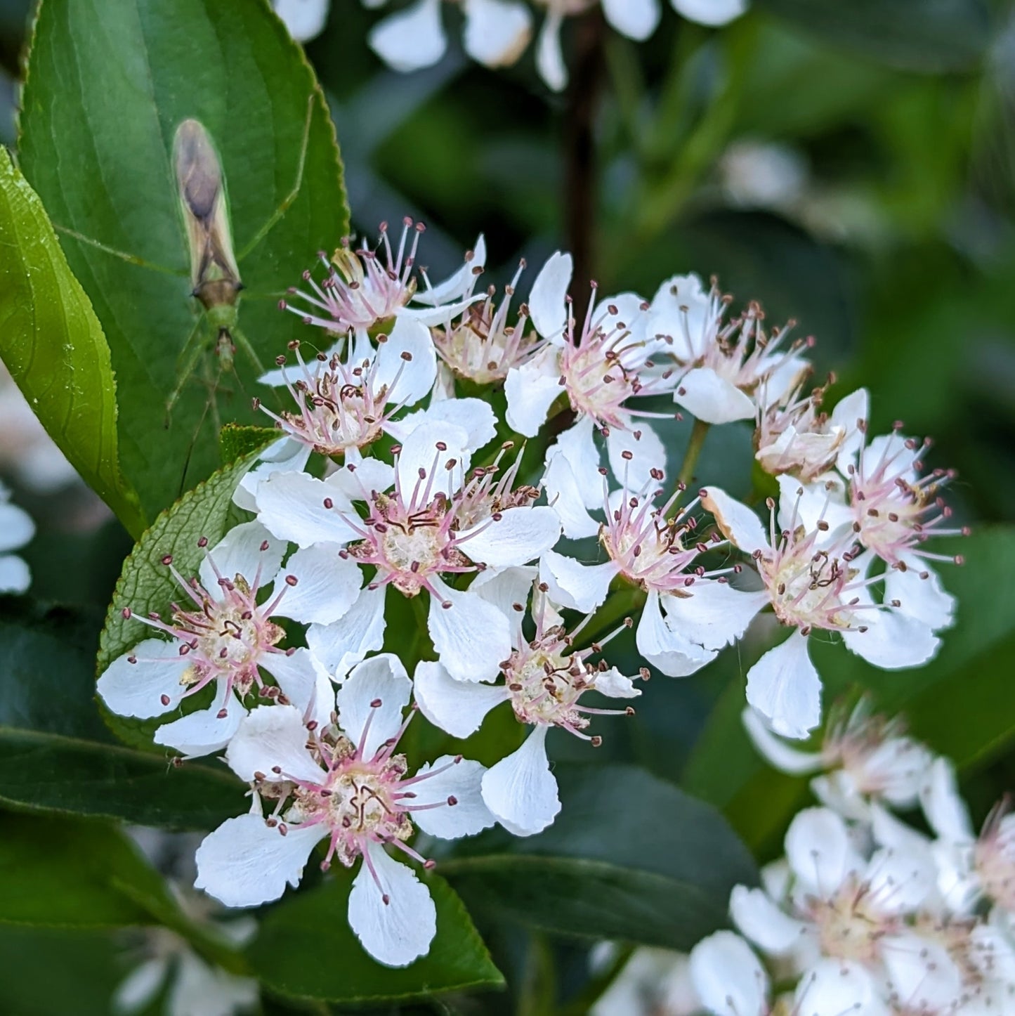 Clusters of white flowers of black chokeberry, Aronia melanocarpa