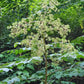 White flowers on a plant