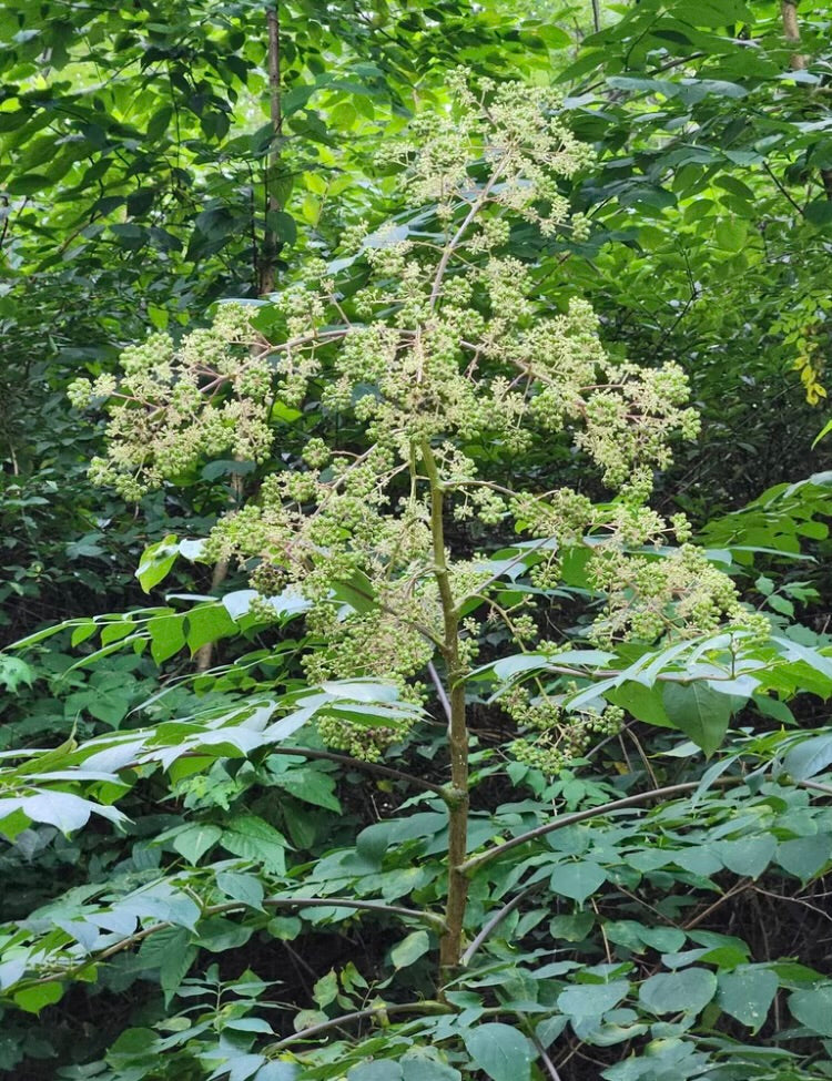 White flowers on a plant