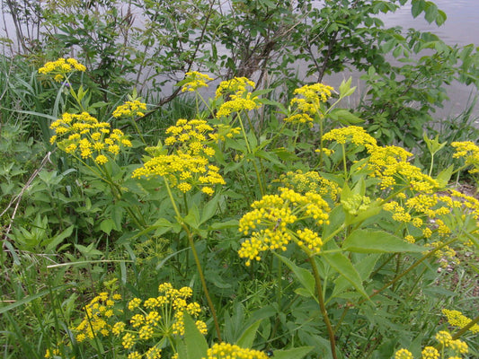 Clusters of yellow flowers in a garden