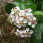 Clusters of pale pink flowers of red chokeberry, Aronia arbutifolia