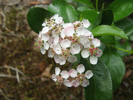 Clusters of pale pink flowers of red chokeberry, Aronia arbutifolia