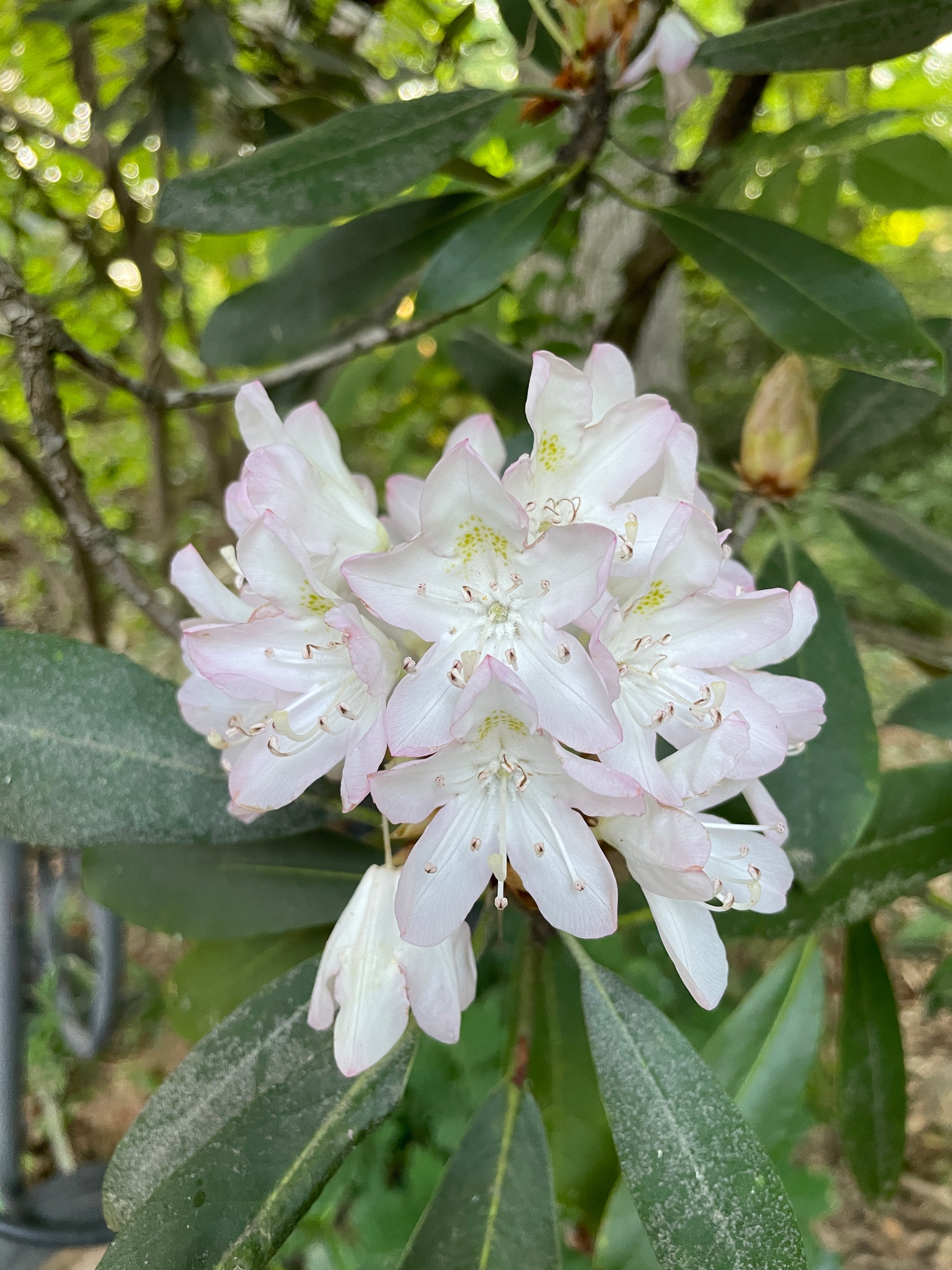White flowers with green leaves