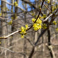 Yellow flowers along a leafless branch