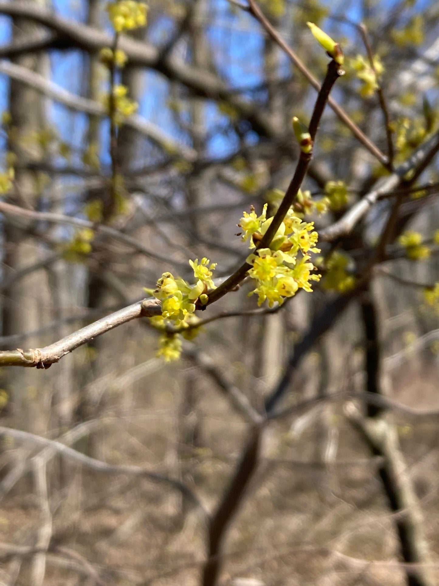 Yellow flowers along a leafless branch