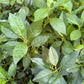 Close-up of green leaves with visible water droplets, filling the frame.