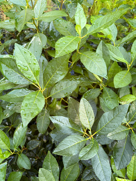 Close-up of green leaves with visible water droplets, filling the frame.