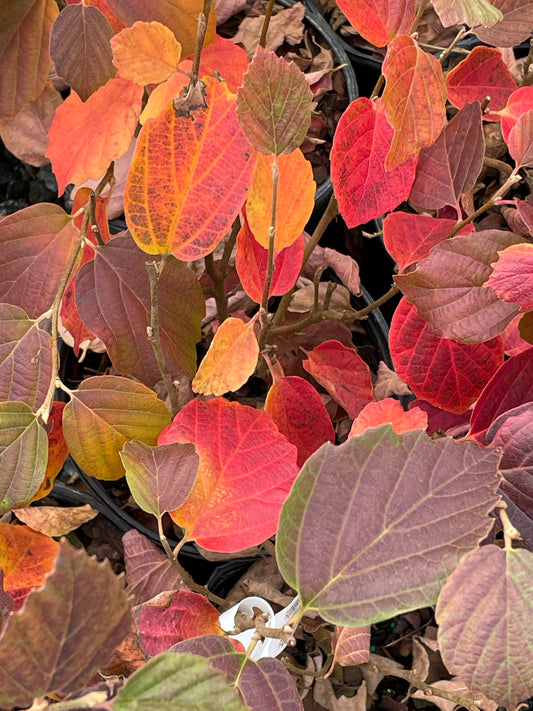 Fall foliage Mt Airy Fothergilla witchalder