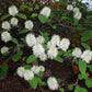 A close-up of a leafy plant with many small, fluffy white flower clusters and green oval leaves, growing outdoors on a dark brown ground covered with leaves.