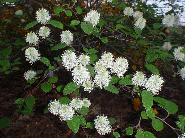 A close-up of a leafy plant with many small, fluffy white flower clusters and green oval leaves, growing outdoors on a dark brown ground covered with leaves.