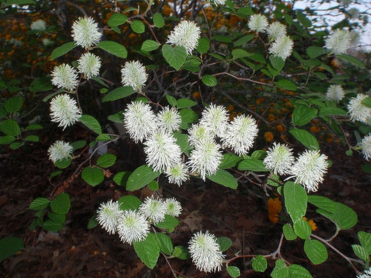 A close-up of a leafy plant with many small, fluffy white flower clusters and green oval leaves, growing outdoors on a dark brown ground covered with leaves.