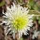 A close-up photograph of a white flower with a bright yellow-green center, surrounded by green leaves and a blurred natural background.