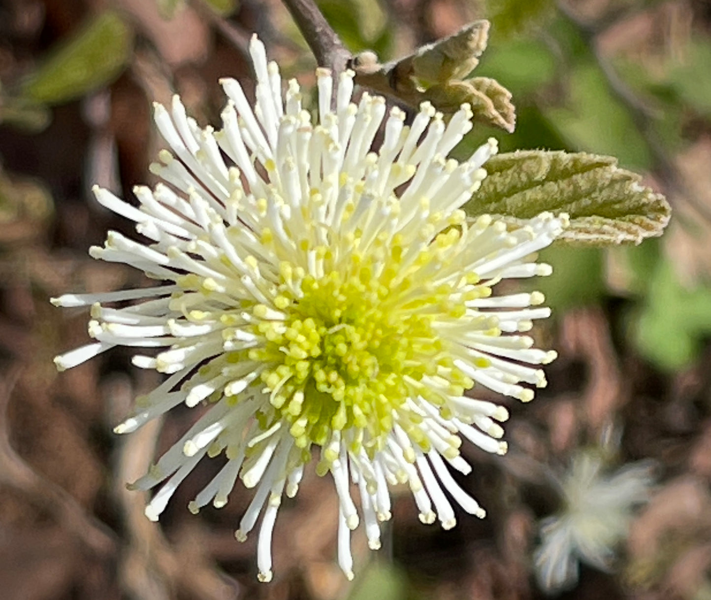 A close-up photograph of a white flower with a bright yellow-green center, surrounded by green leaves and a blurred natural background.