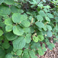 A close-up view of a leafy green plant with oval green leaves and small pale flower buds, growing outdoors among other foliage and mulch.