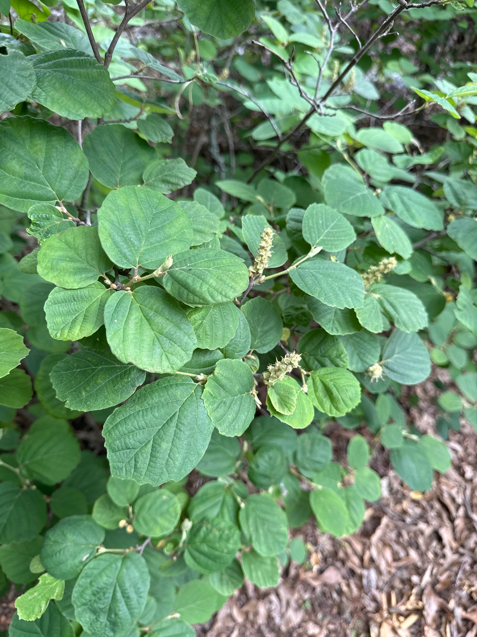 A close-up view of a leafy green plant with oval green leaves and small pale flower buds, growing outdoors among other foliage and mulch.