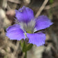 Purple Gentian flower in a natural setting with blurred background