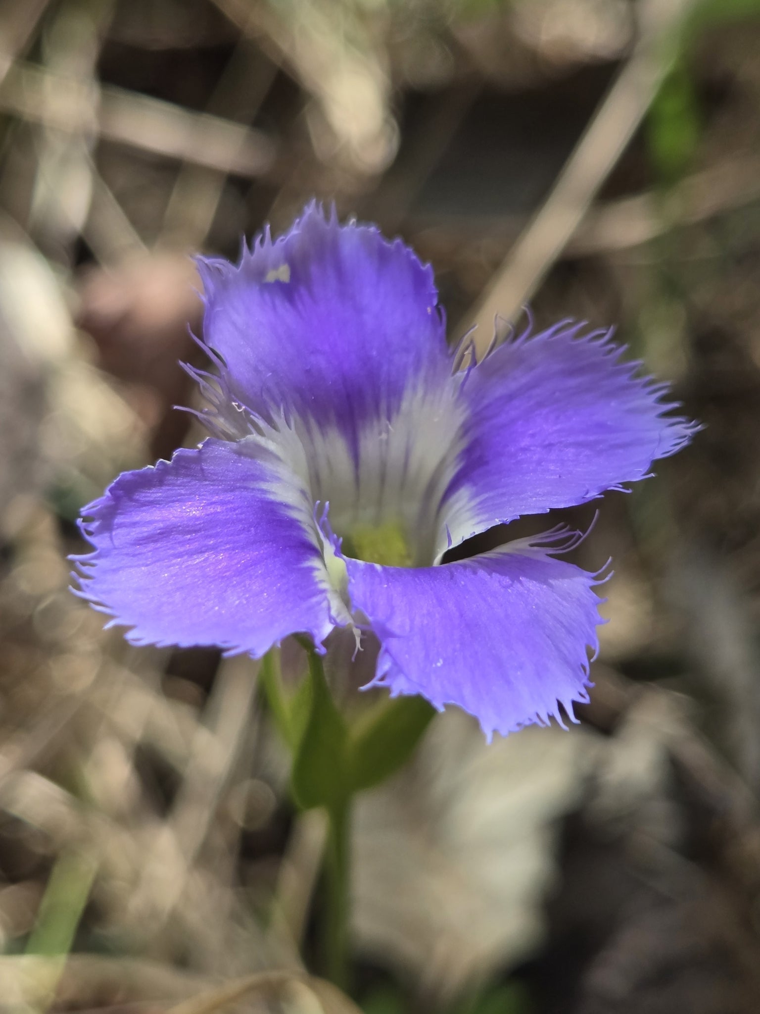 Purple Gentian flower in a natural setting with blurred background