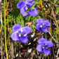 Purple flowers with green leaves in a natural setting