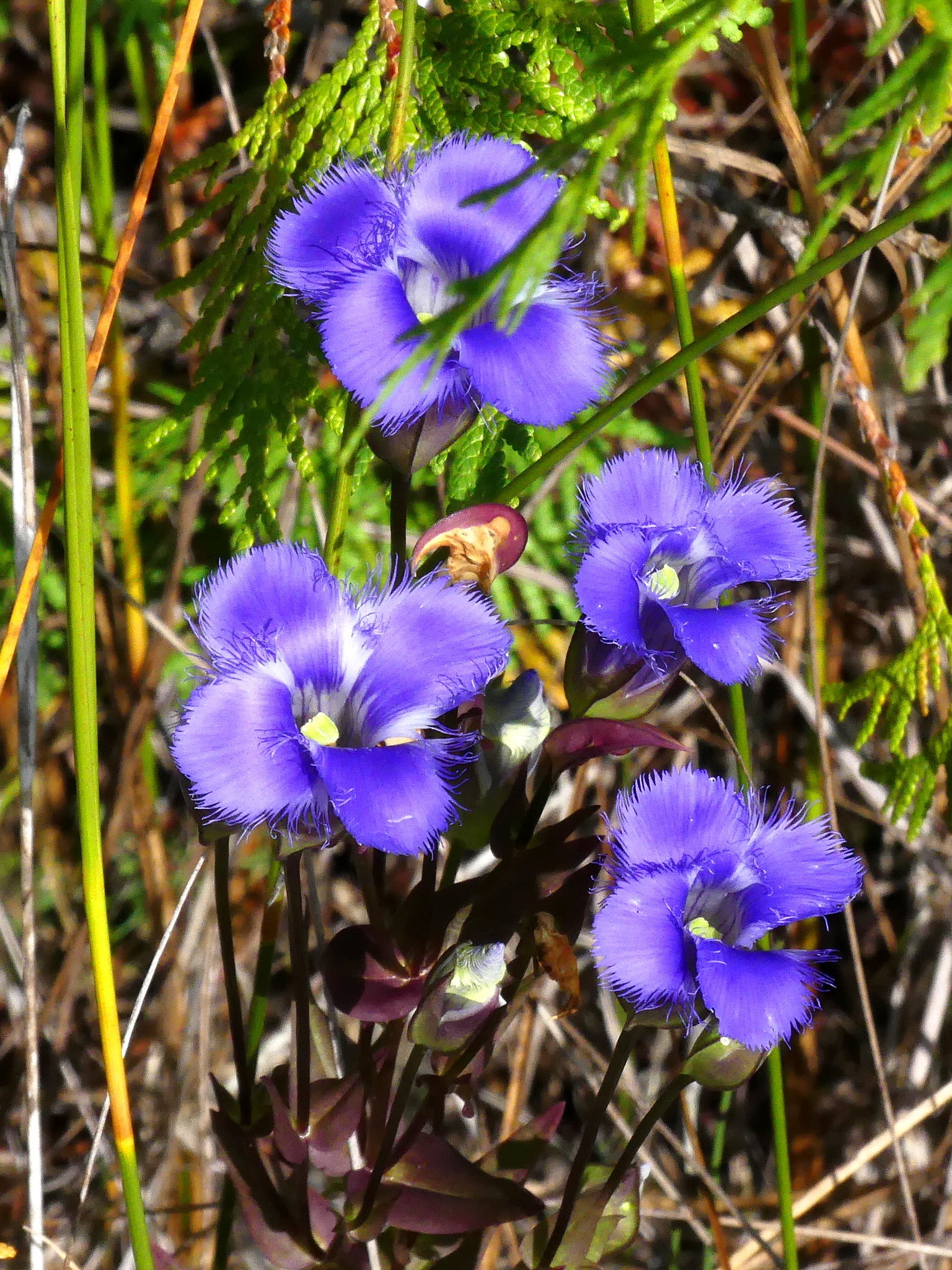 Purple flowers with green leaves in a natural setting
